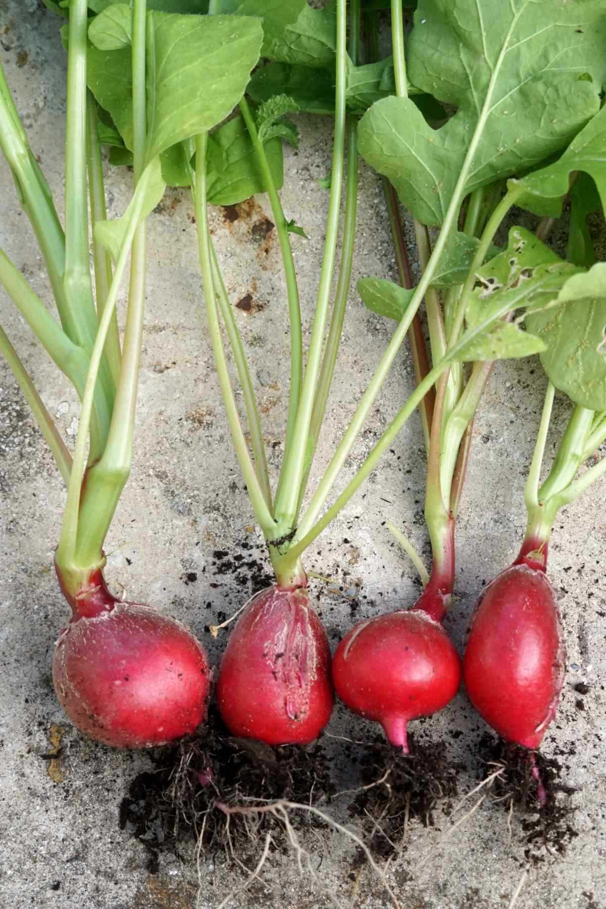 French Breakfast Radish