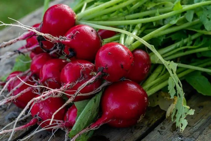 Daikon Radish