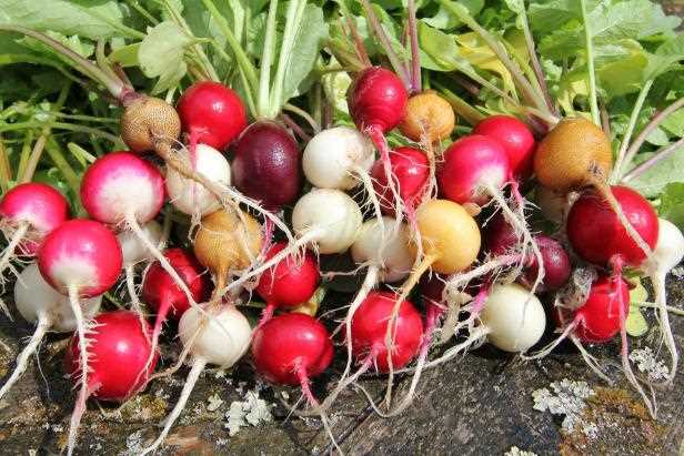 Cherry Belle Radish