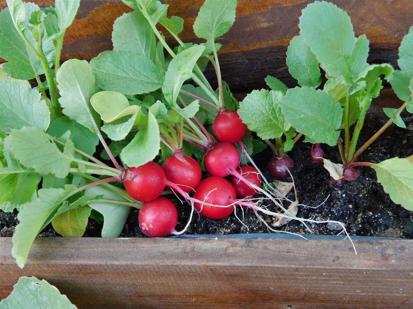 Benefits of April Sowing for Radish