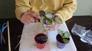 Soaking the Senpolia Cuttings in the Hydrogel Solution