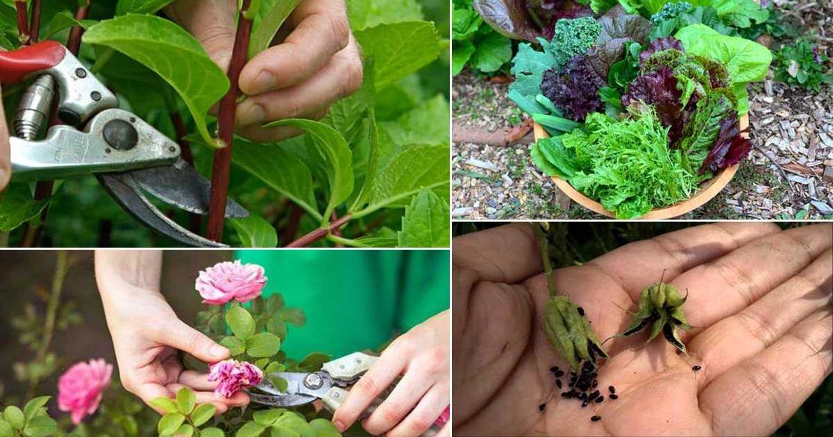 Harvesting Summer Crops