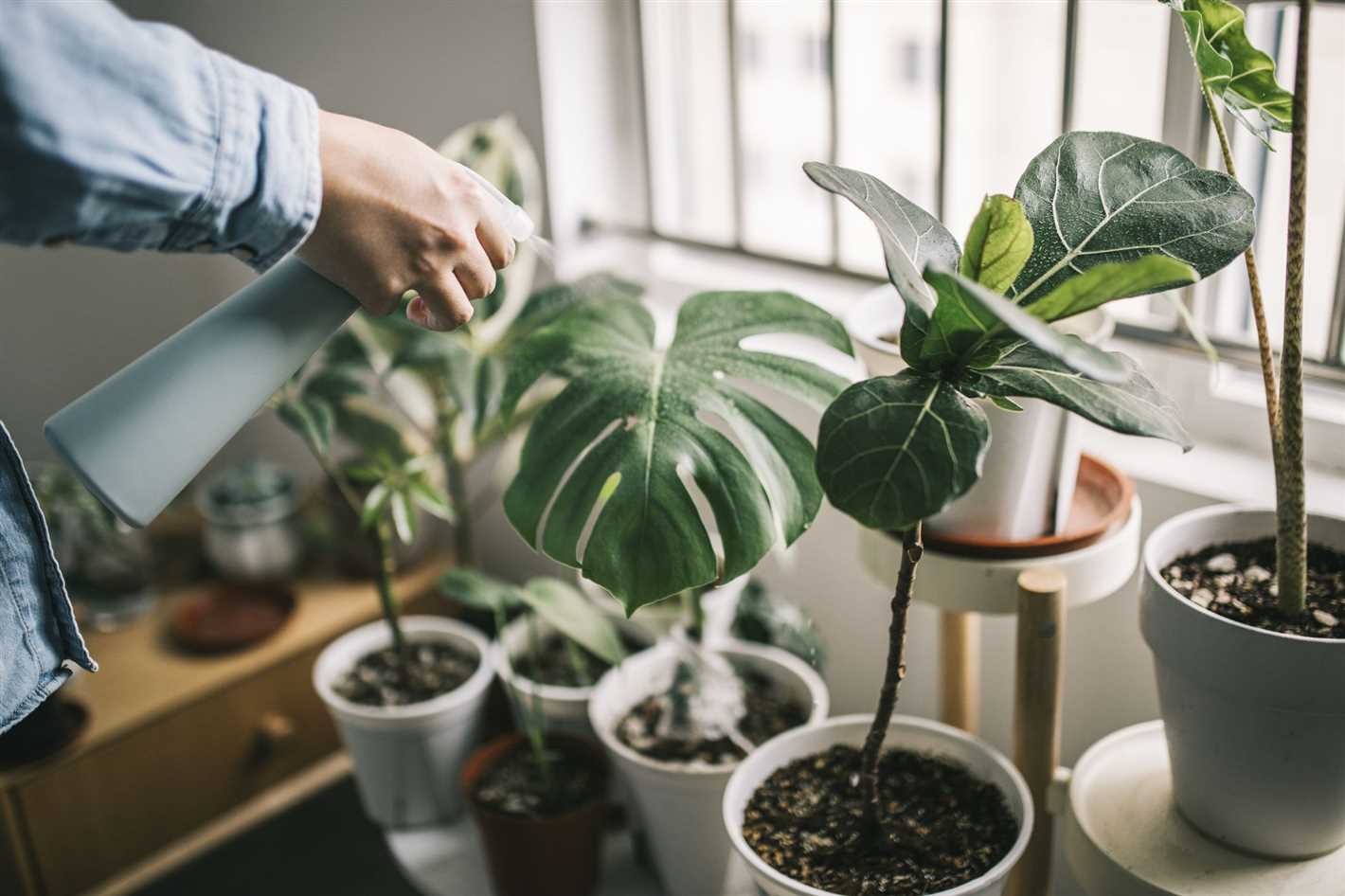 Choosing the Right Shade-Tolerant Houseplants