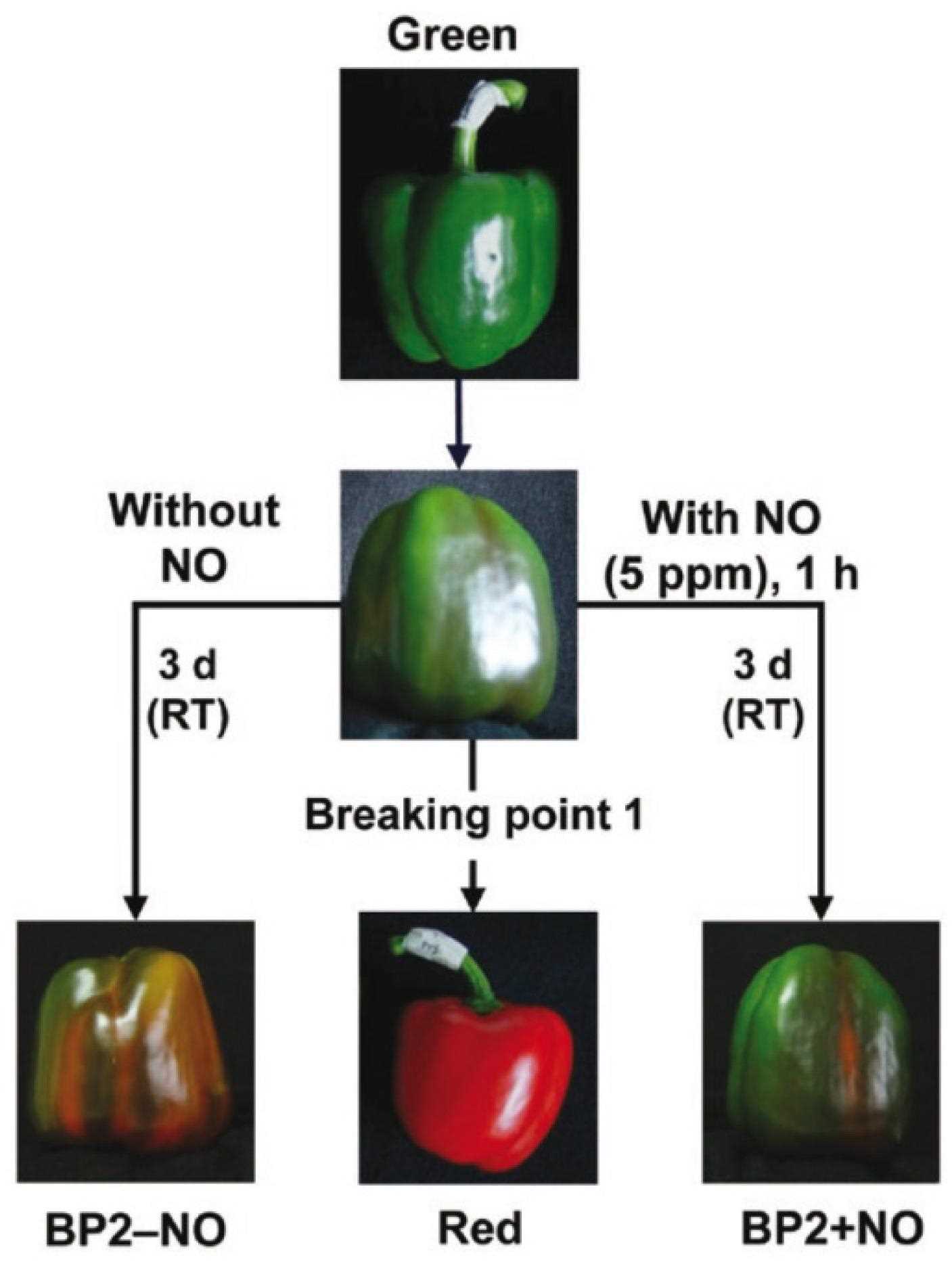 2. Early Growth Stage