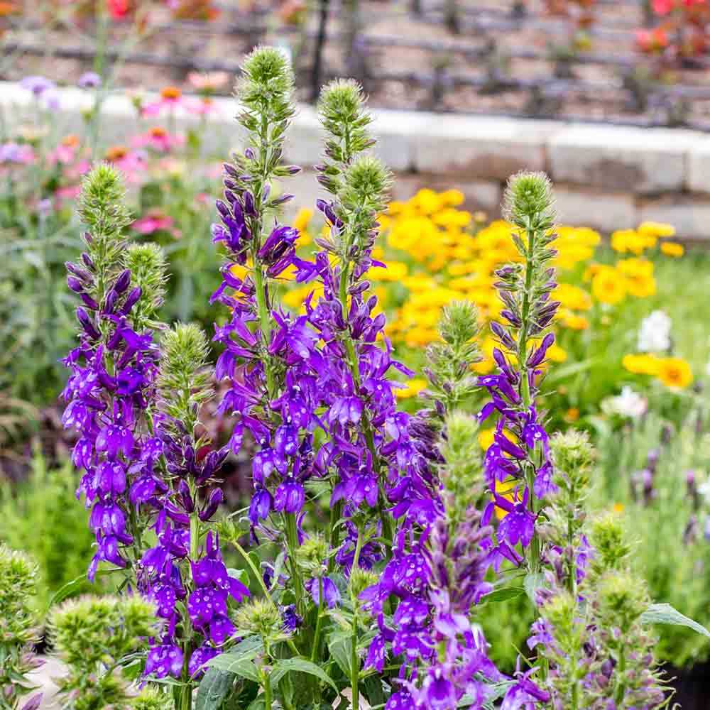 Benefits of Lobelia Plants