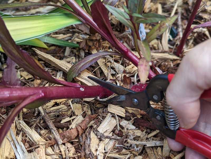 Prune and Shape the Lobelia Cuttings