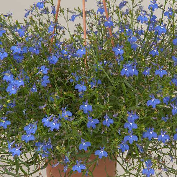 Plant the Lobelia Cuttings