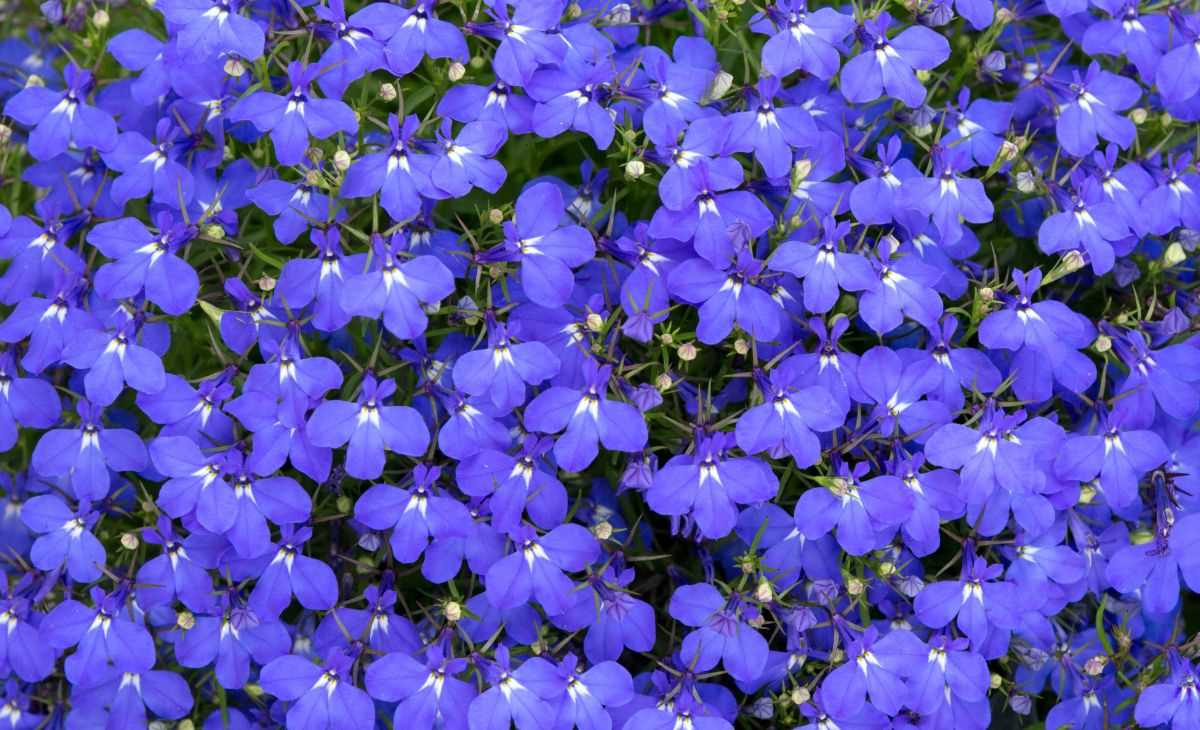 Uses for Lobelia Plants