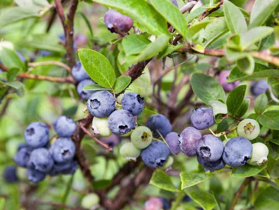 When to Pinch off Side Branches