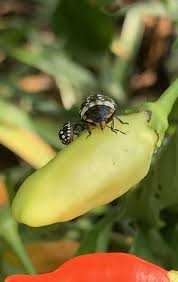 4. Beneficial insects