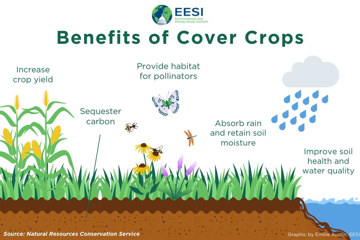 3. Weed Suppression