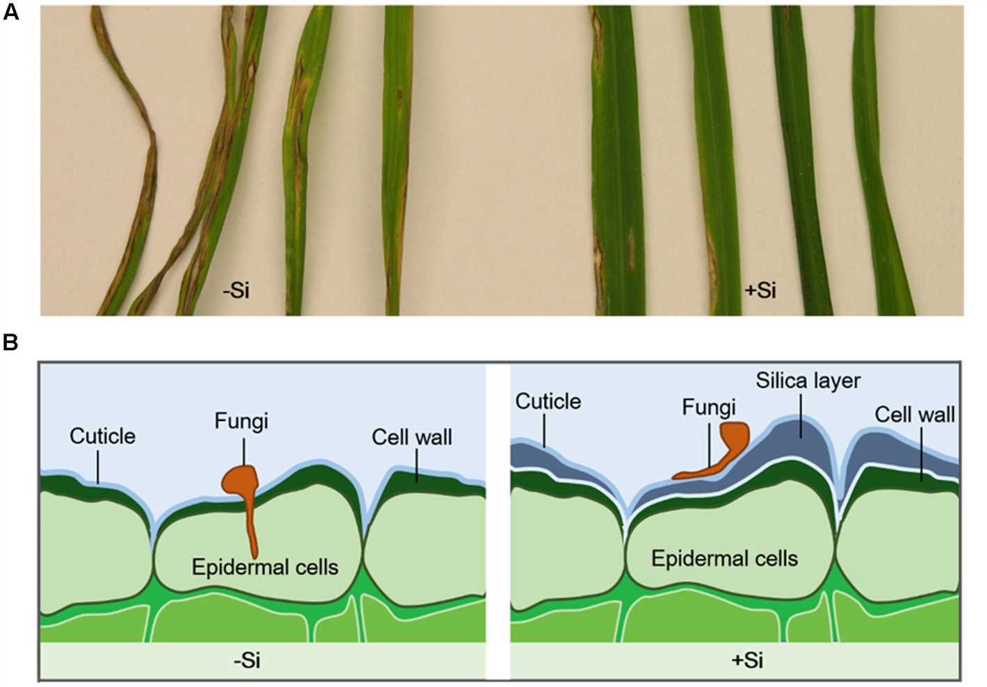 Benefits of silicon for plants