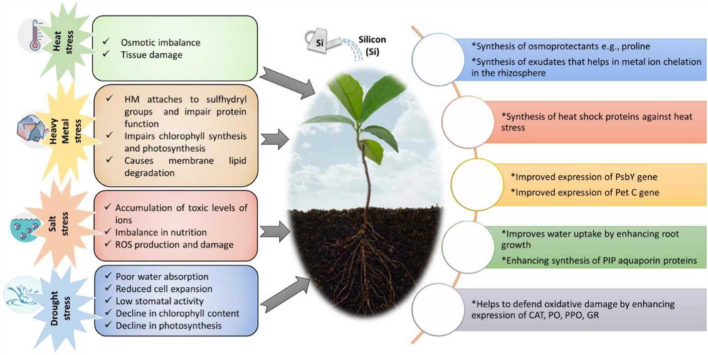 New findings in the field of silicon-based plant stress management