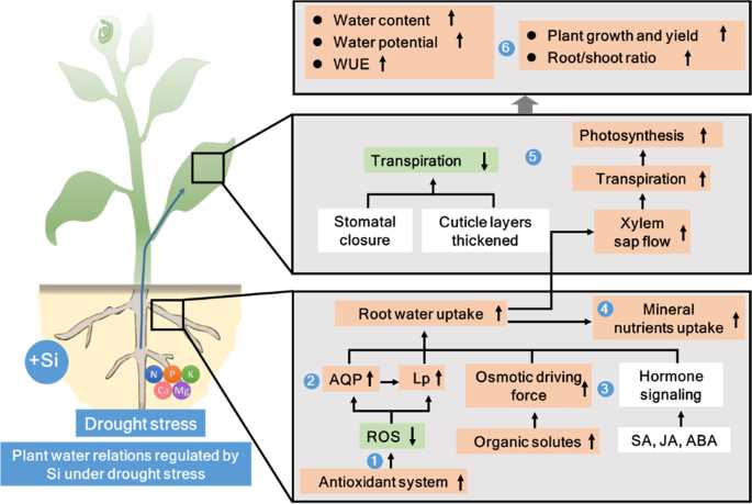 Regulating water balance