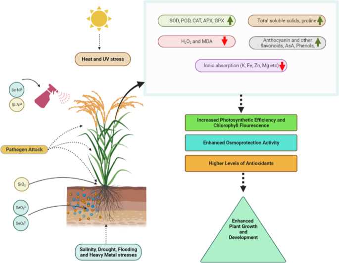 Enhanced disease resistance