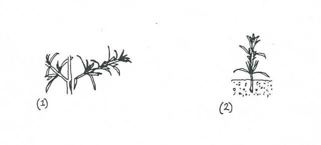 1. Select branches from a mature mulberry tree