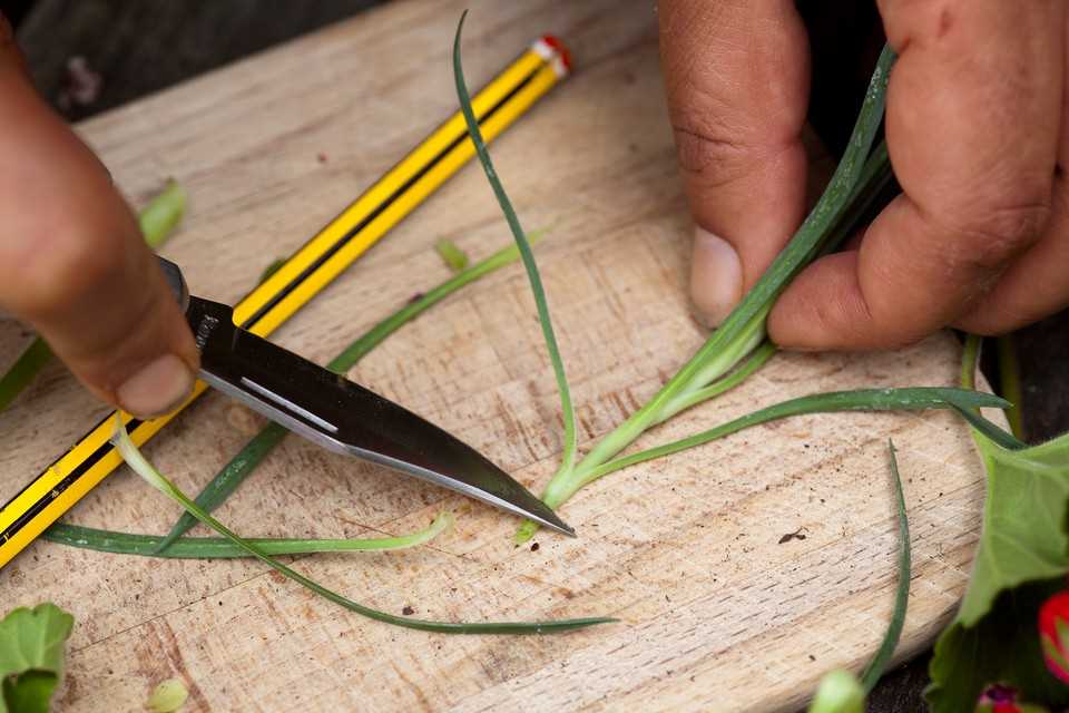 Preparing the Cuttings for Rooting