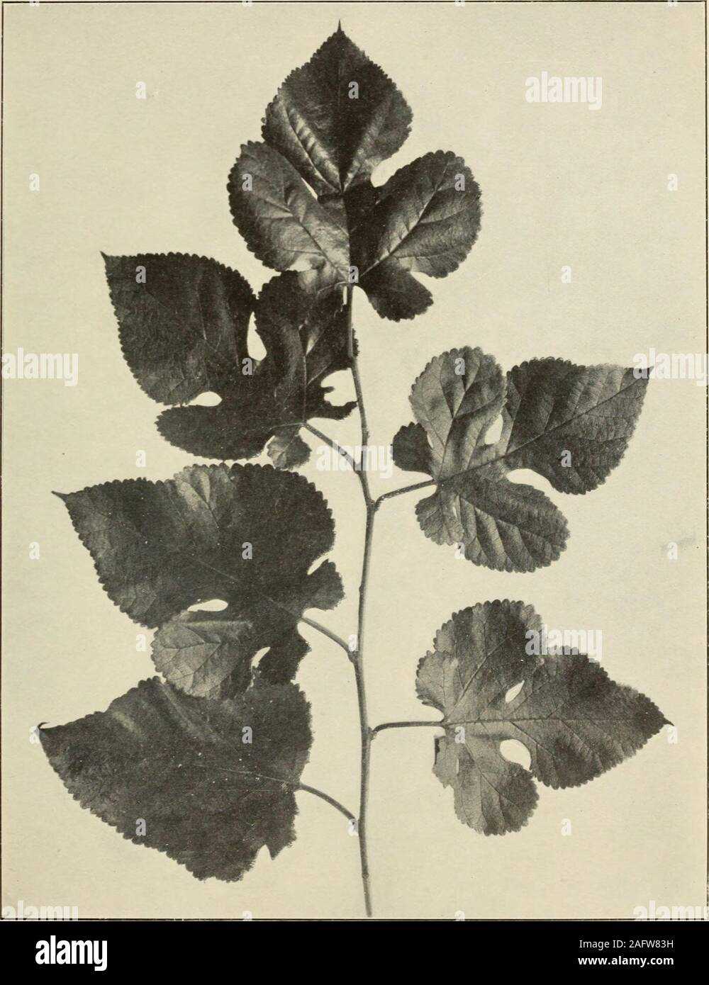 3. Leaf Nodes