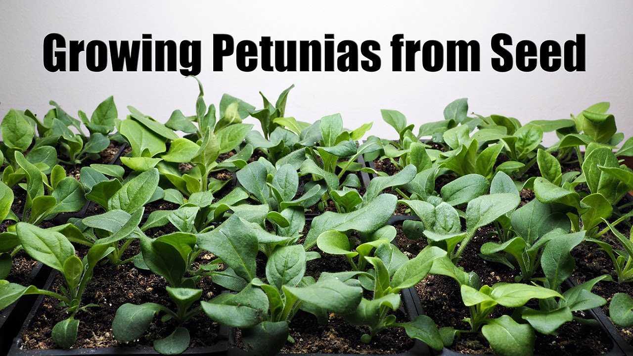 Benefits of growing petunia seedlings with a simplified scheme