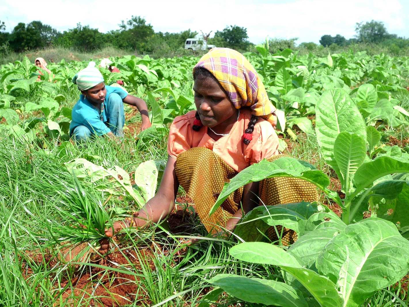 2. Harvesting