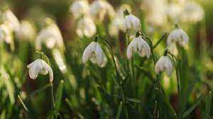 Snowdrop: growing in the flowerbed, species and varieties