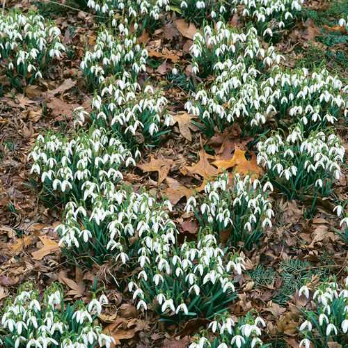 Tips for Successful Snowdrop Cultivation