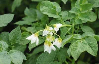 Eggplant (Solanum melongena)