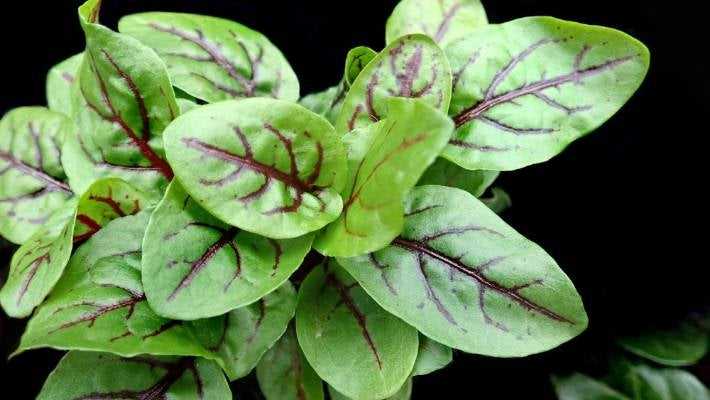 Watering and Mulching Sorrel