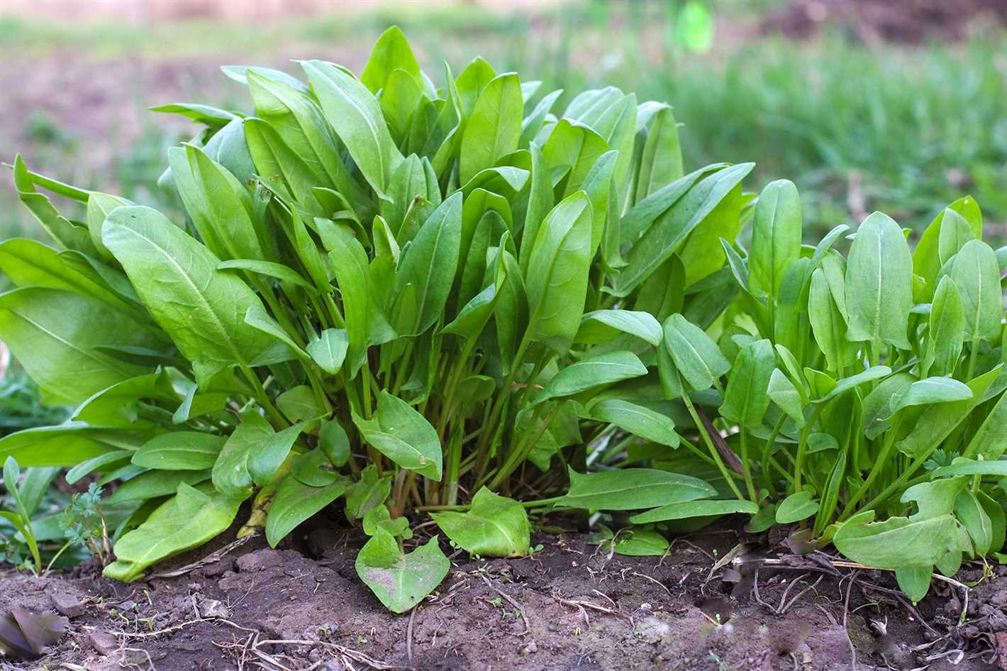 Watering Sorrel Plants