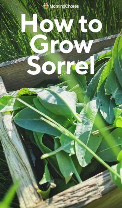 Harvesting and Storing Sorrel