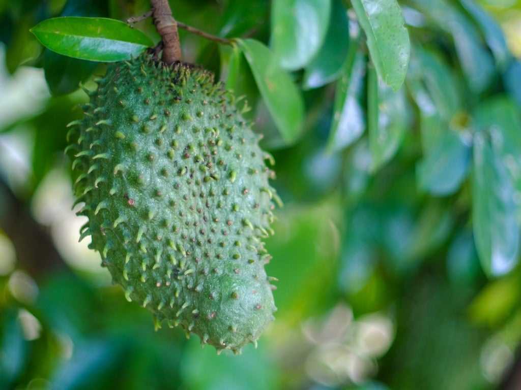 Giant Soursop