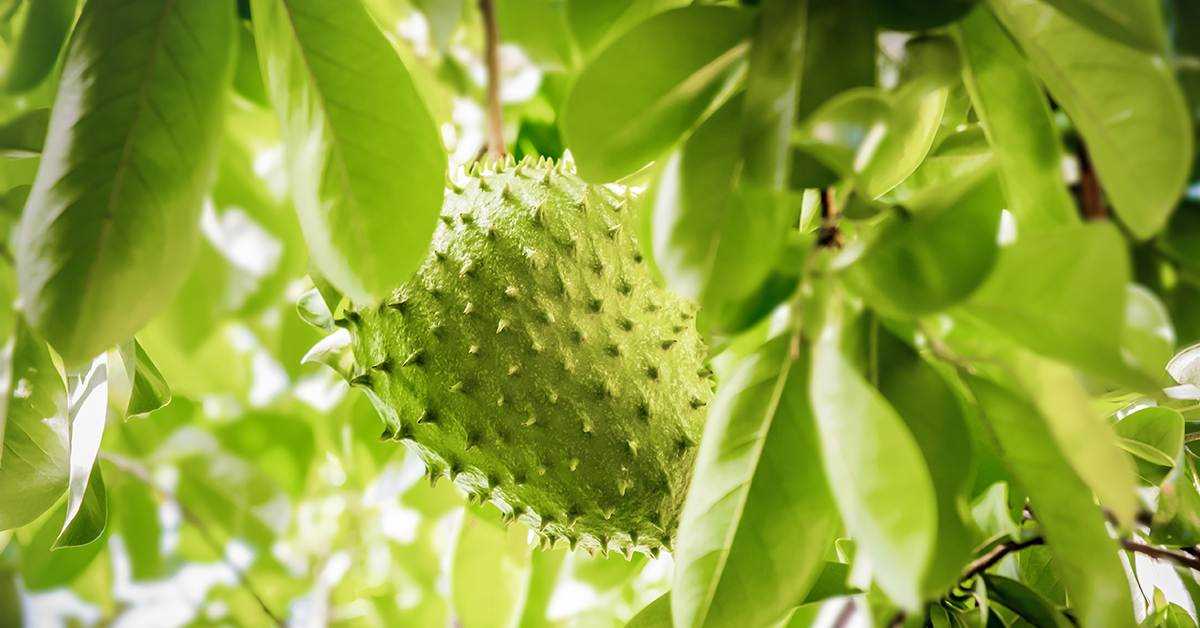 Varieties of Soursop