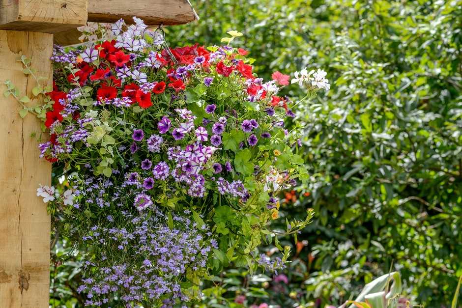 4. Planting the Petunias