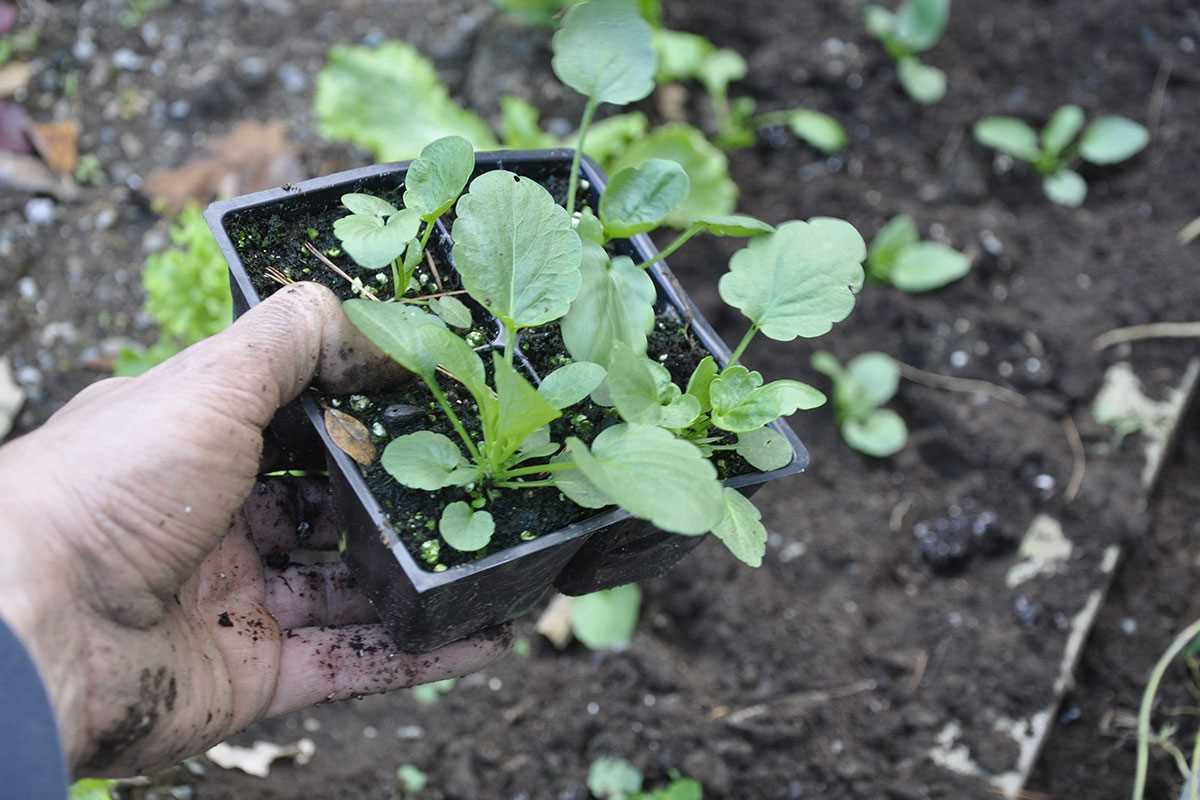 Deadheading