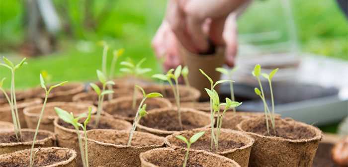 Preparing the Soil for Early Sowing