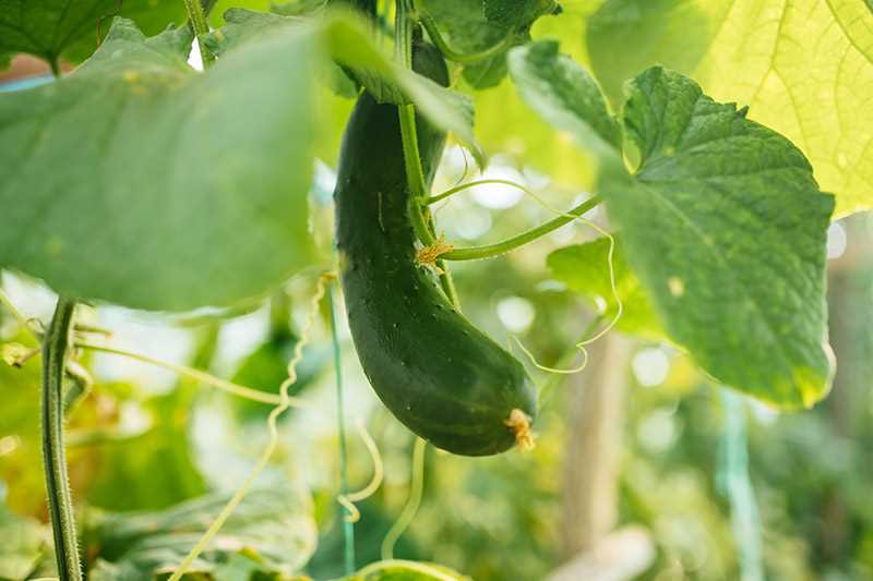  Comparative analysis of sowing cucumbers in boiling water versus traditional methods 