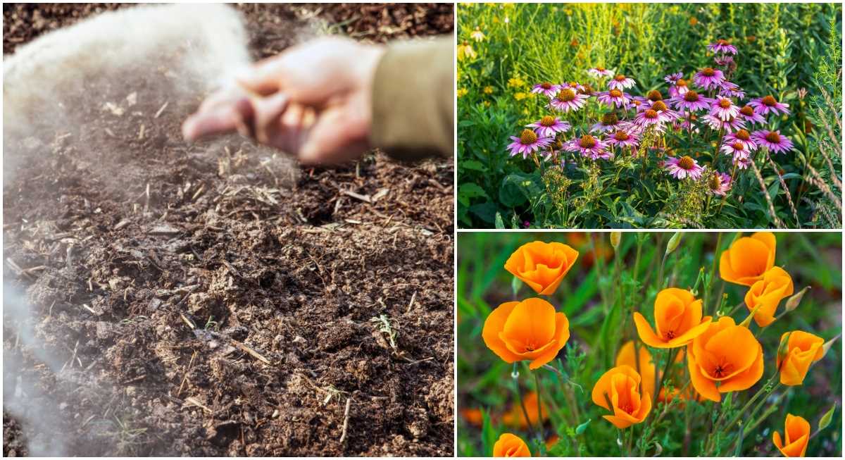 Choosing Flowers for Your Soil