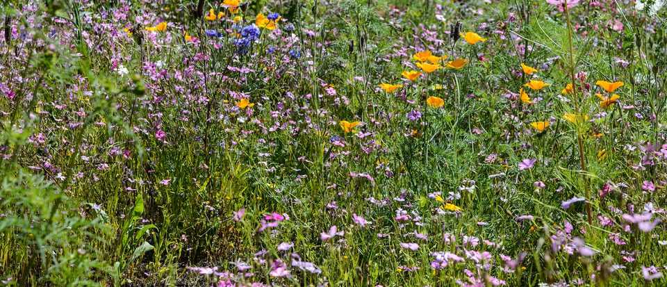 Tips for Protecting Your Seedlings from Frost and Cold Weather