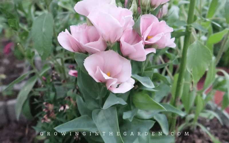 Protecting Lisianthus from Pests and Diseases