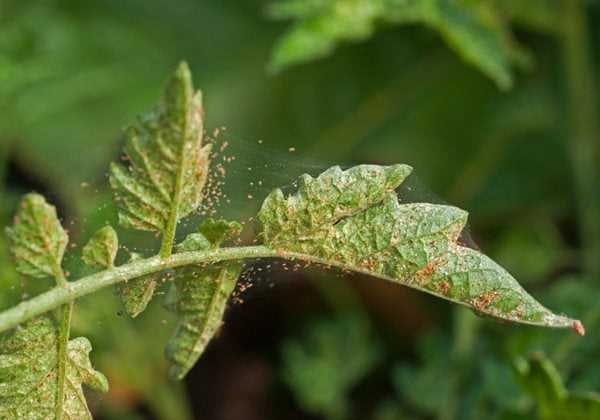 Identifying Spider Mite Infestations