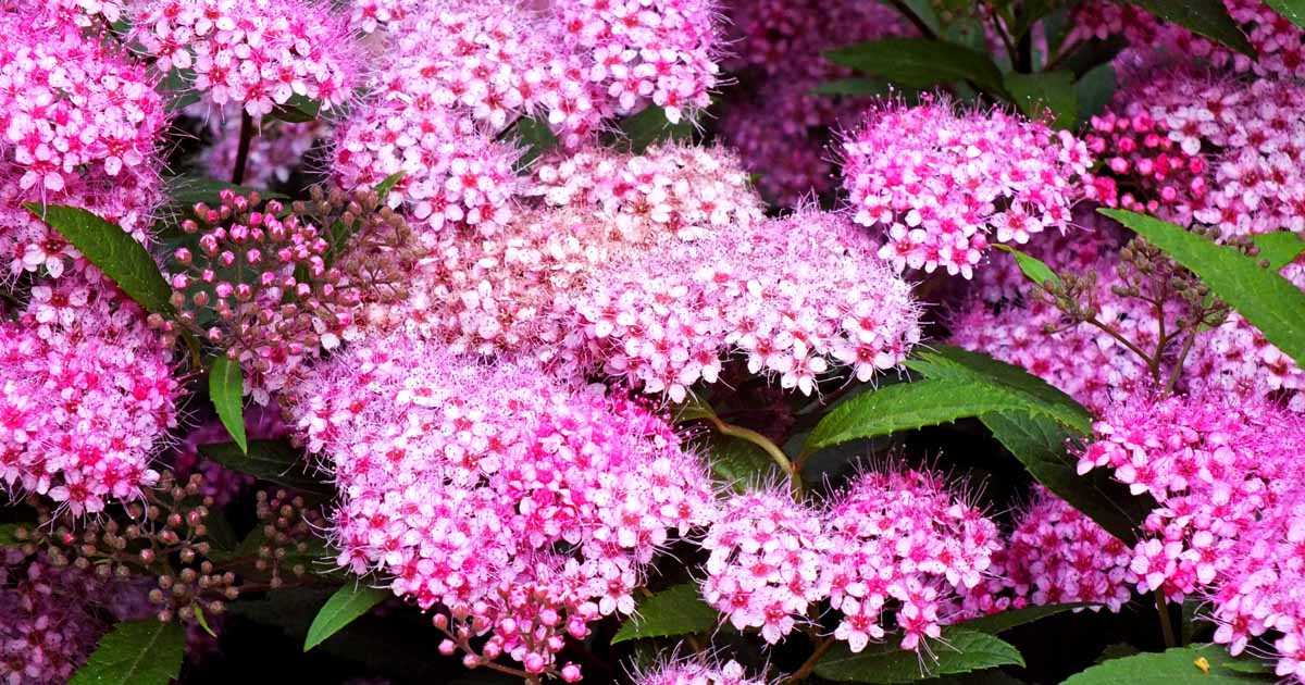 Landscaping Ideas with Spirea