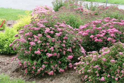 Pruning Spirea: Techniques and Timing