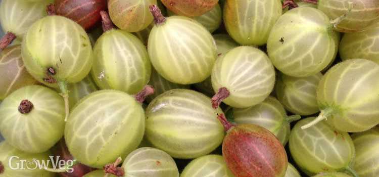 spring care for gooseberries the key to healthy e7bunvh5