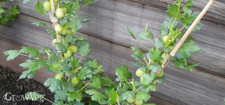 The Benefits of Proper Spring Care for Gooseberries