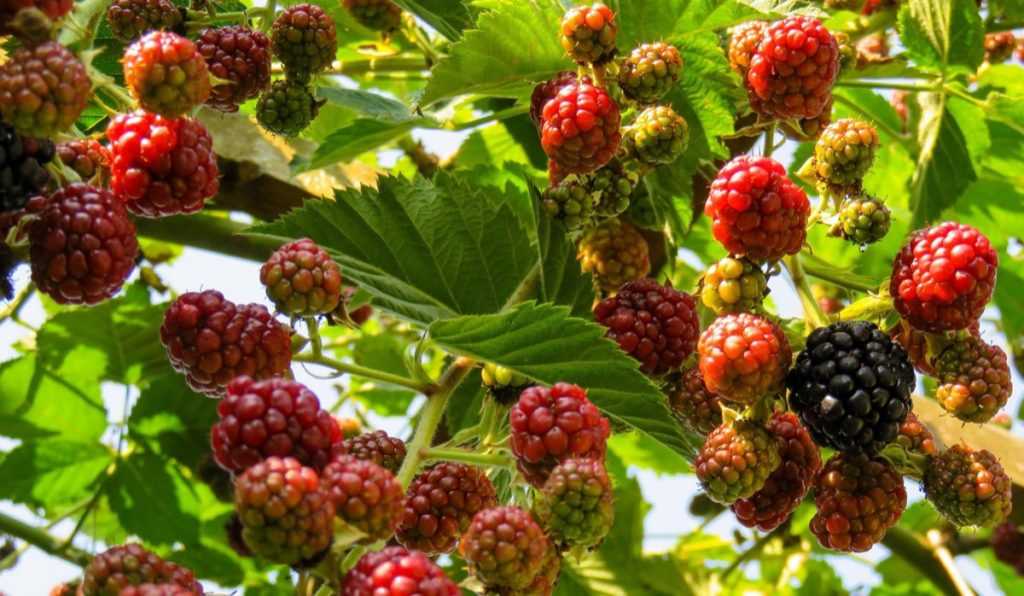 Pruning and Training Raspberry Canes