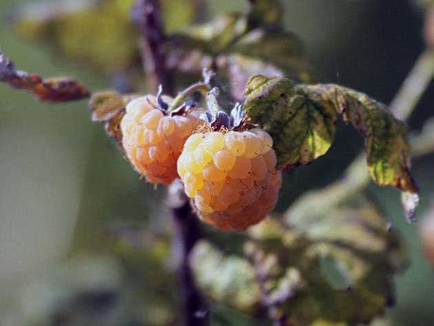 Prolonged Harvest