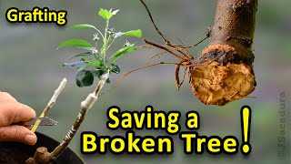 Caring for the Grafted Tree