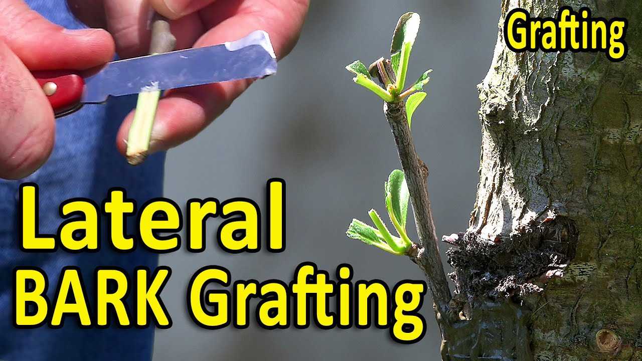 spring grafting of trees behind the bark detaile