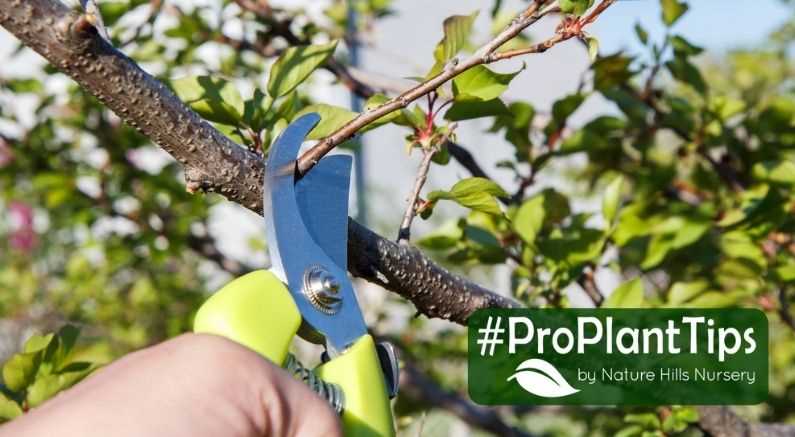 Spring Pruning Guide for Beginners