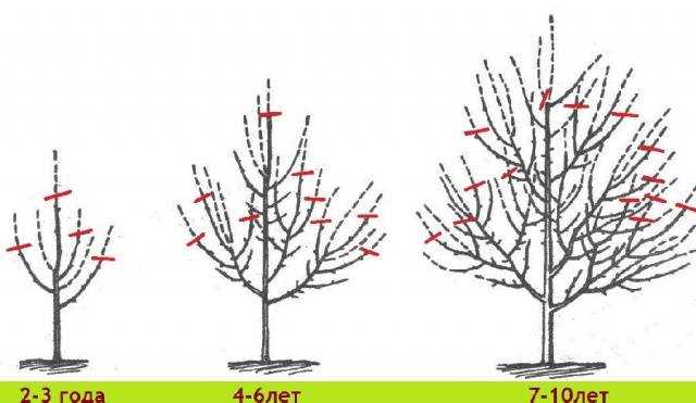 Tools for Spring Pruning